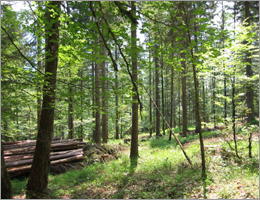Sauerland Hochsauerland Wald am Hennesee Sauerland Hochsauerland Wald am Hennesee