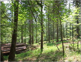 Sauerland Hochsauerland Wald am Hennesee